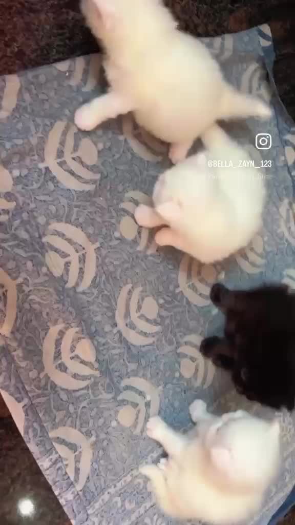 Persian, farm video