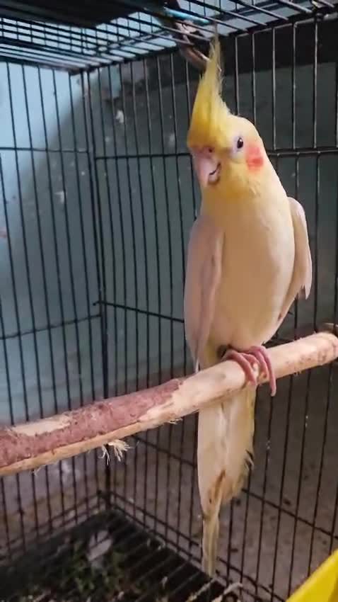 Cockatiel | White Face, farm video