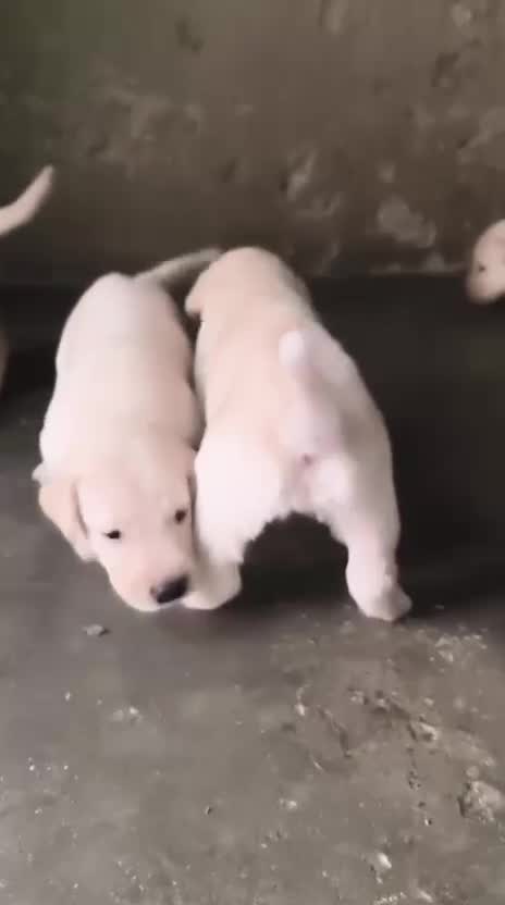 Beagle Black & Tan Puppy, farm video