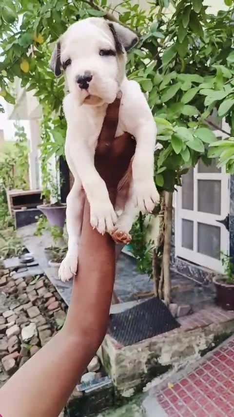 Pitbull Terrier Puppy, farm video