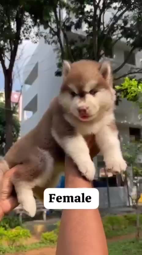 Siberian Husky Puppy | Copper & White Color, farm video