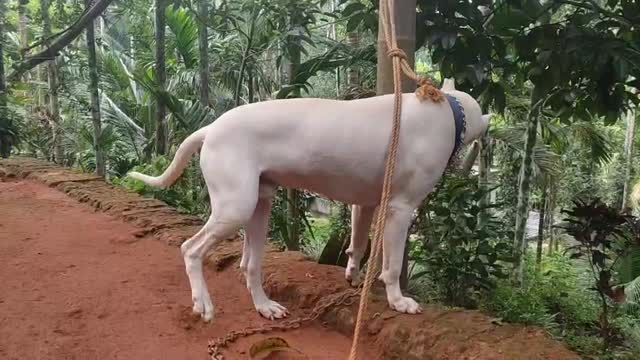 Dogo Argentino Puppy, farm video