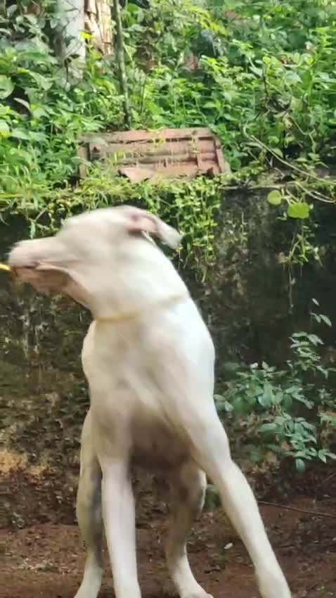 American Bully Pocket Size Puppy, farm video