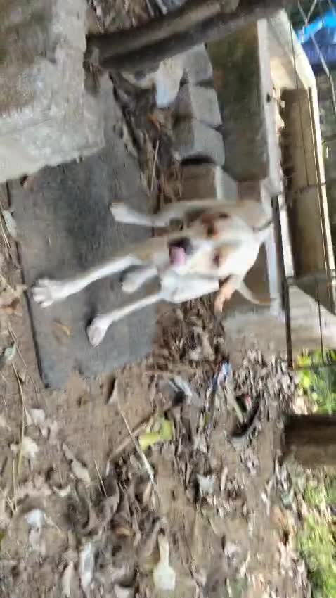 American Bully Pocket Size Puppy, farm video