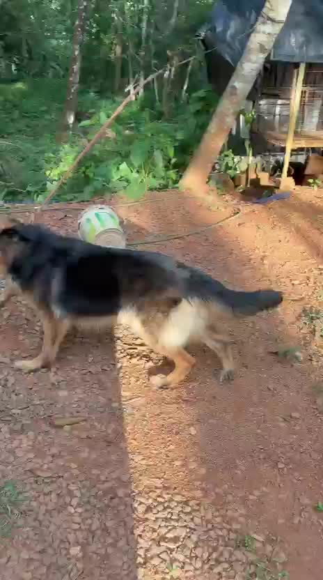Dachshund Puppy, farm video