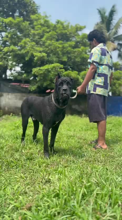 Cane Corso Puppy, farm video