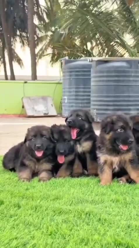 German Shepherd Puppy | Pure White, farm video