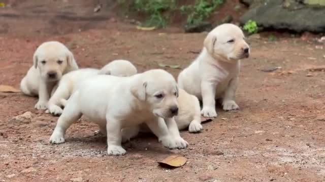 Beagle Black & Tan Puppy, farm video