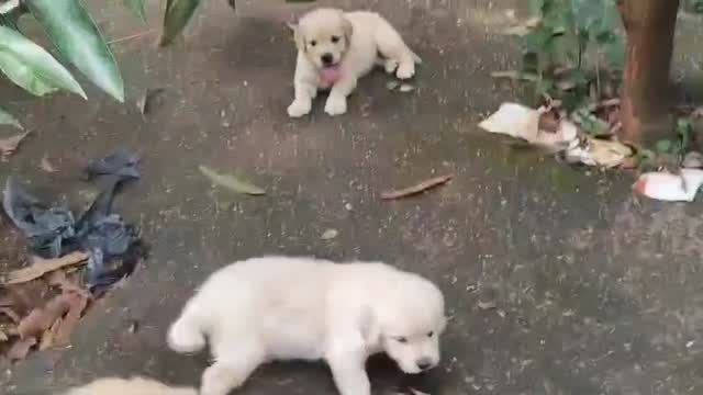Dachshund Puppy, farm video
