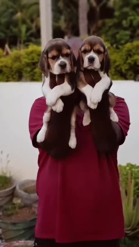 Beagle | Lemon & White | Puppy, farm video