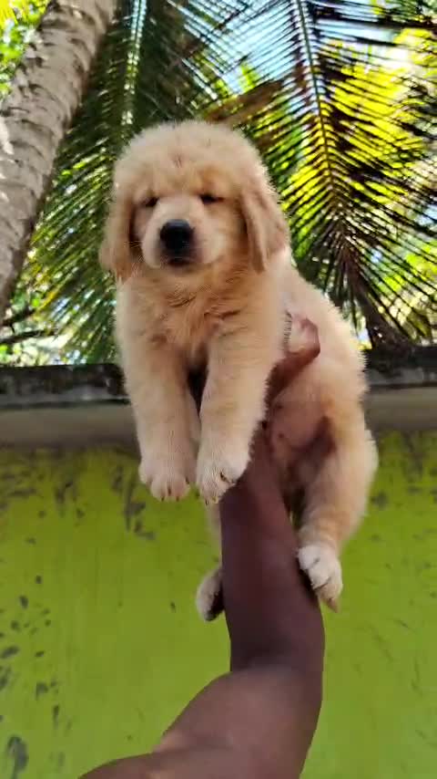 Golden Retriever, farm video