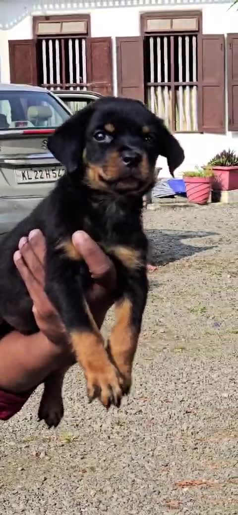 Dachshund Puppy, farm video
