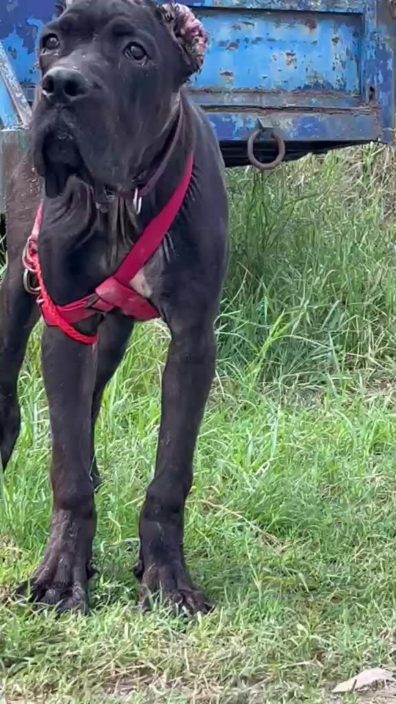 Cane Corso Puppy, farm video