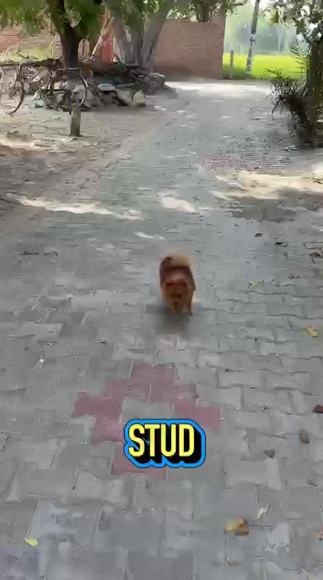 Culture Pom Puppy | White Color, farm video