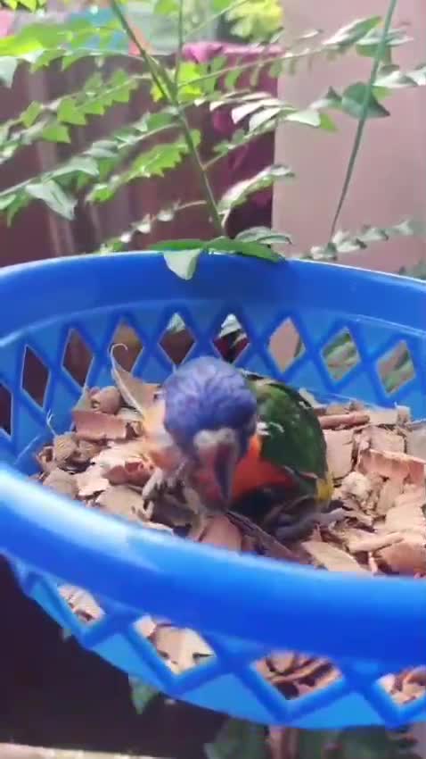 Chattering Lorikeet, farm video