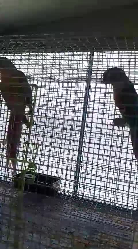 Pineapple Headed Conure, farm video