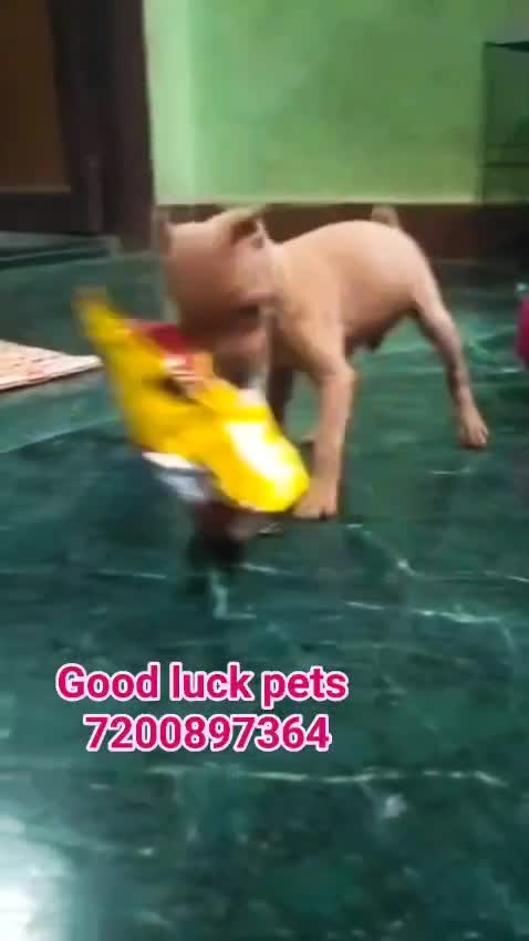 Miniature Pinscher Puppy, farm video