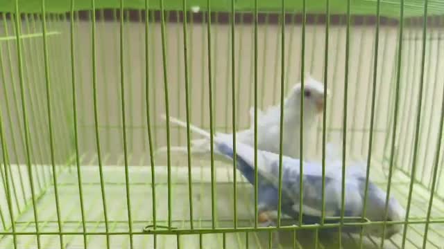 Budgies, farm video
