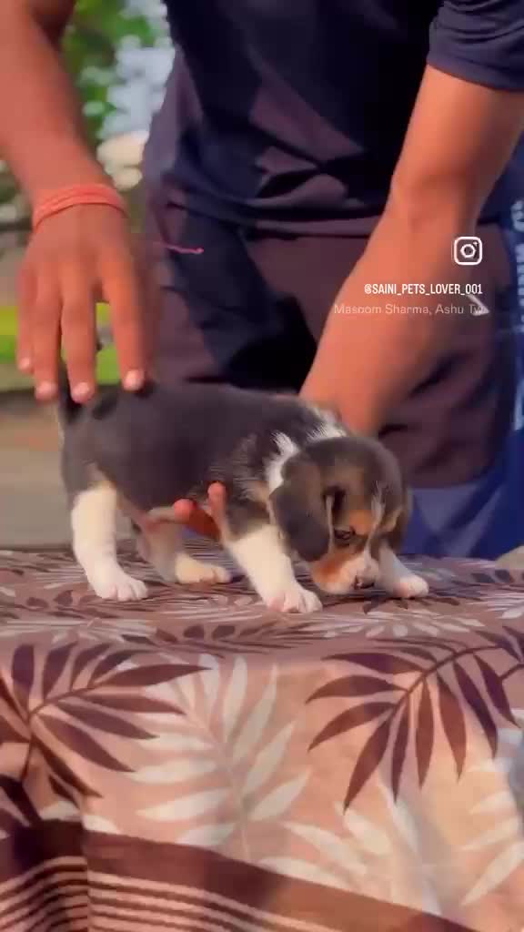 Beagle | Lemon & White | Puppy, farm video