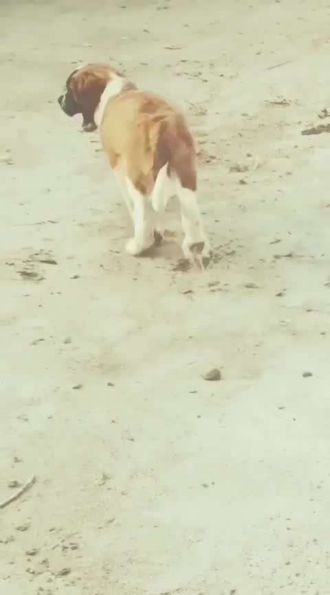 Saint Bernard Puppy, farm video