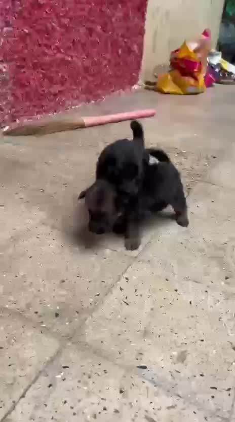 German Shepherd Puppy | Pure White, farm video