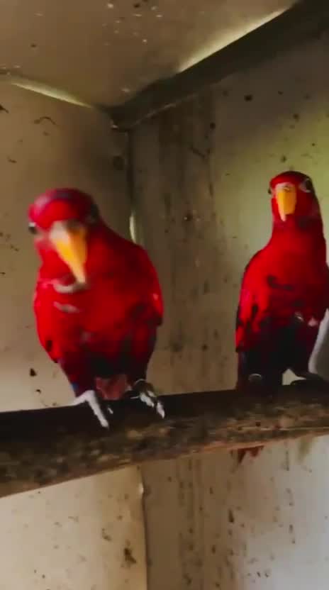 Rainbow Lorikeet, farm video