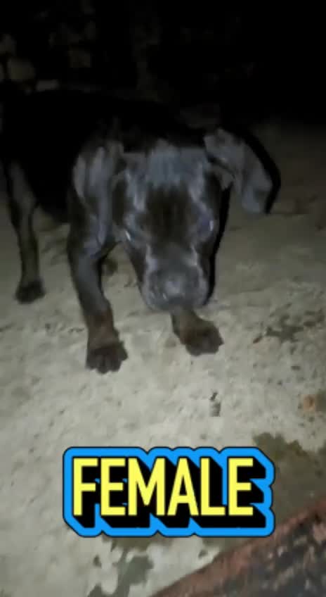 Cane Corso Puppy, farm video