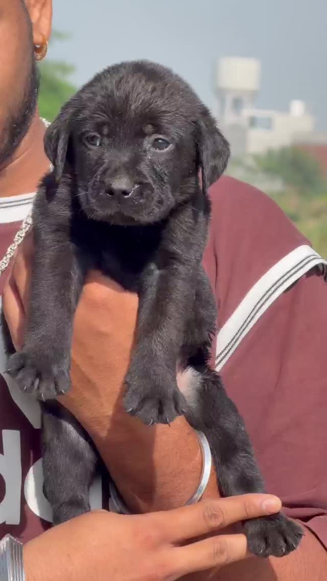 Beagle Black & Tan Puppy, farm video