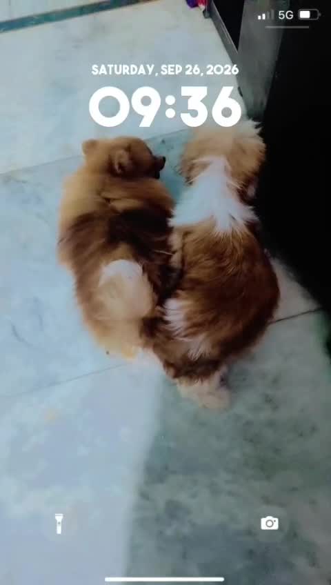 Toy Poodle Puppy, farm video