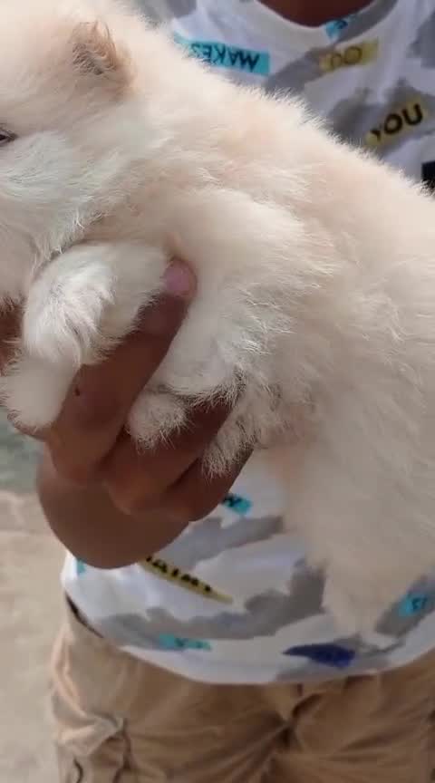 Culture Pom Puppy | White Color, farm video