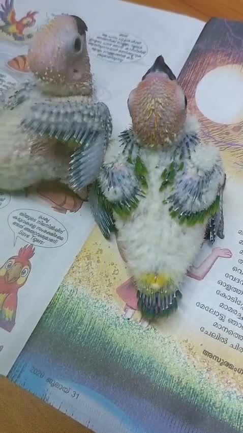 Sun Conure, farm video