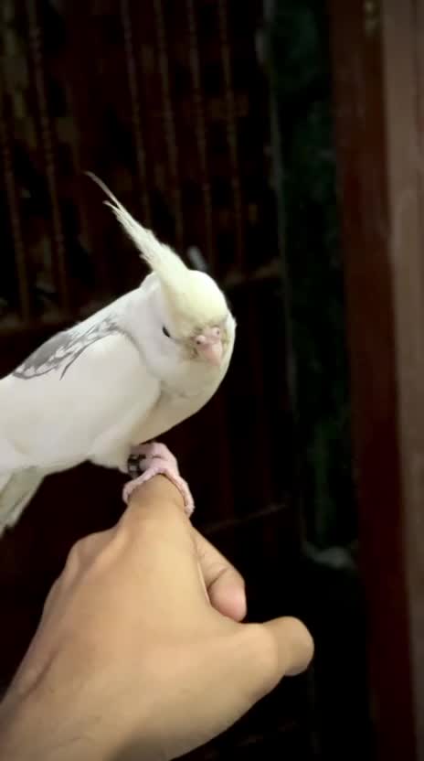 Cockatiel, farm video