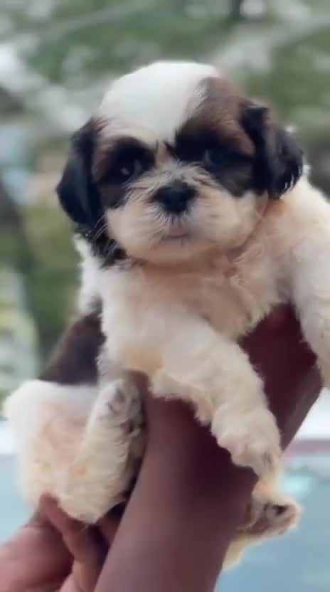 Shih Tzu | Black Color, farm video