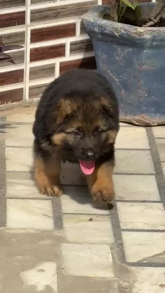 German Shepherd Puppy | Z Black, farm video