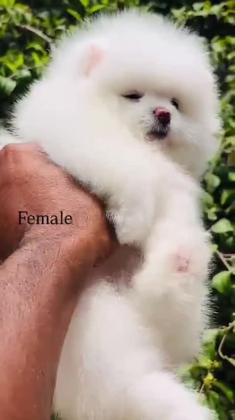 Pomeranian Puppy | Black Color, farm video