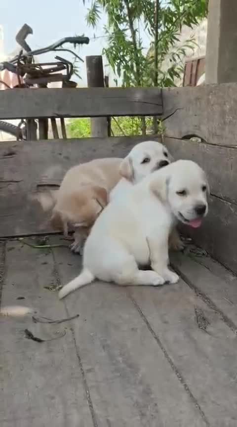 Beagle Black & Tan Puppy, farm video