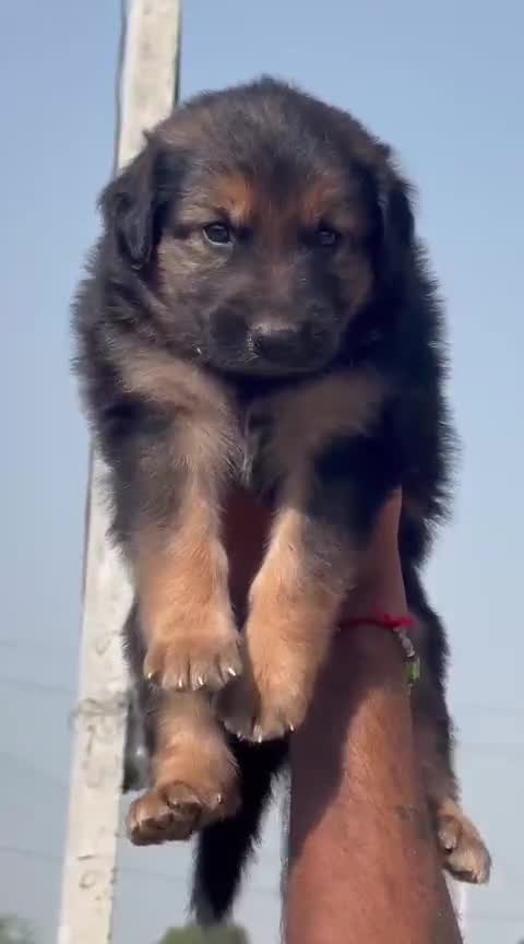 German Shepherd Puppy | Z Black, farm video