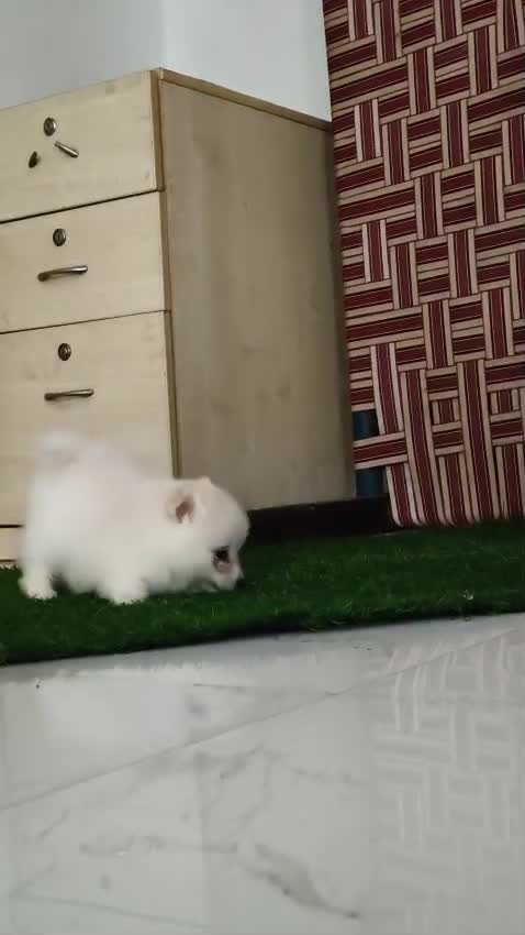 Culture Pom Puppy | White Color, farm video