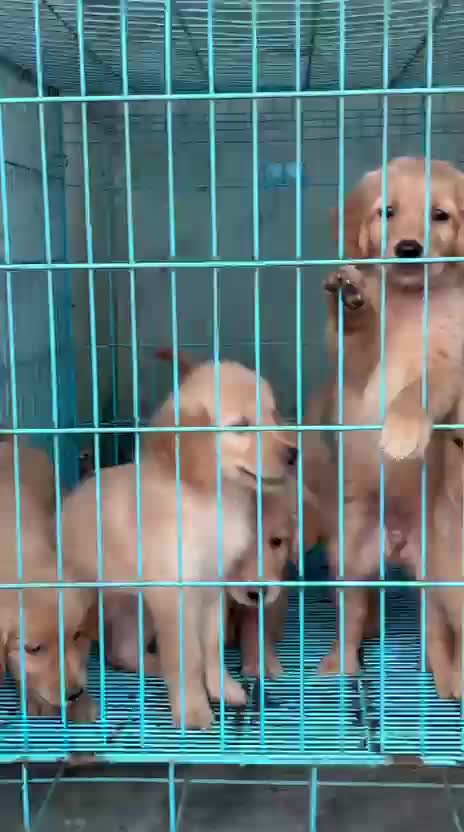 Golden Retriever, farm video