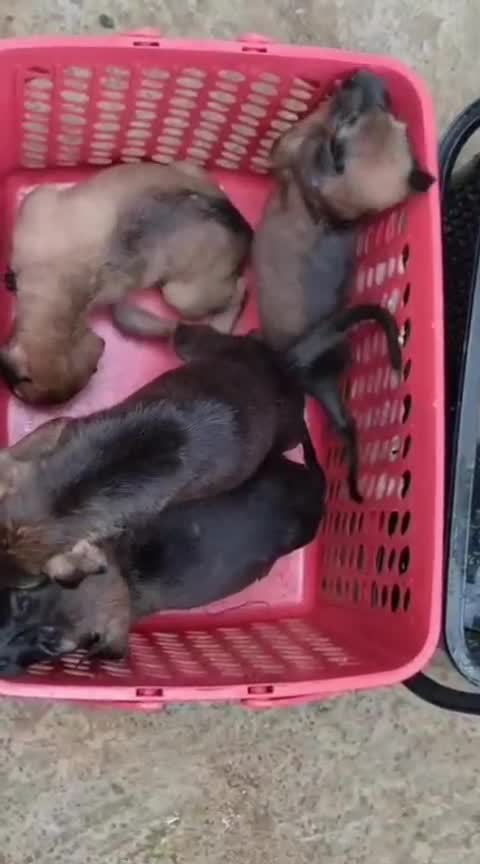 Kombai Puppy, farm video