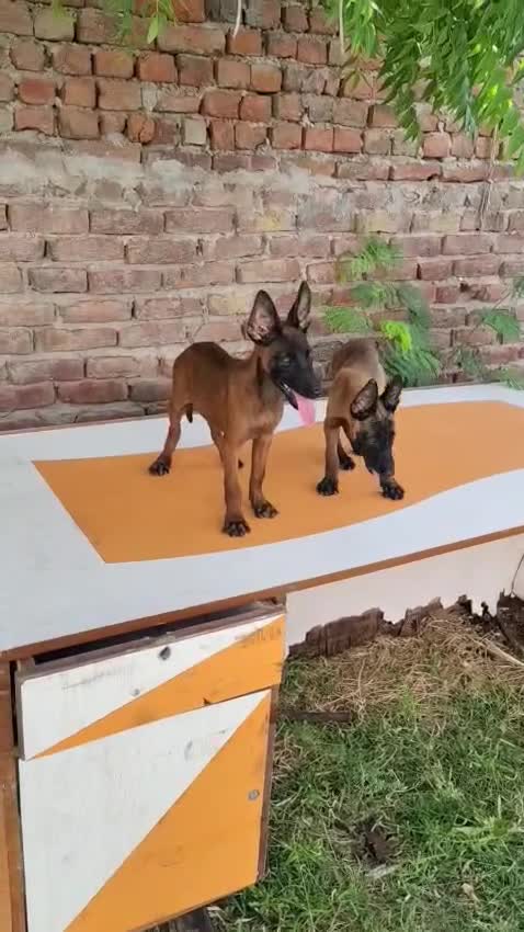 Belgian Malinois Puppy, farm video