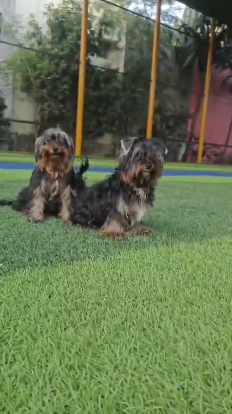 Yorkshire Terrier Puppy, farm video