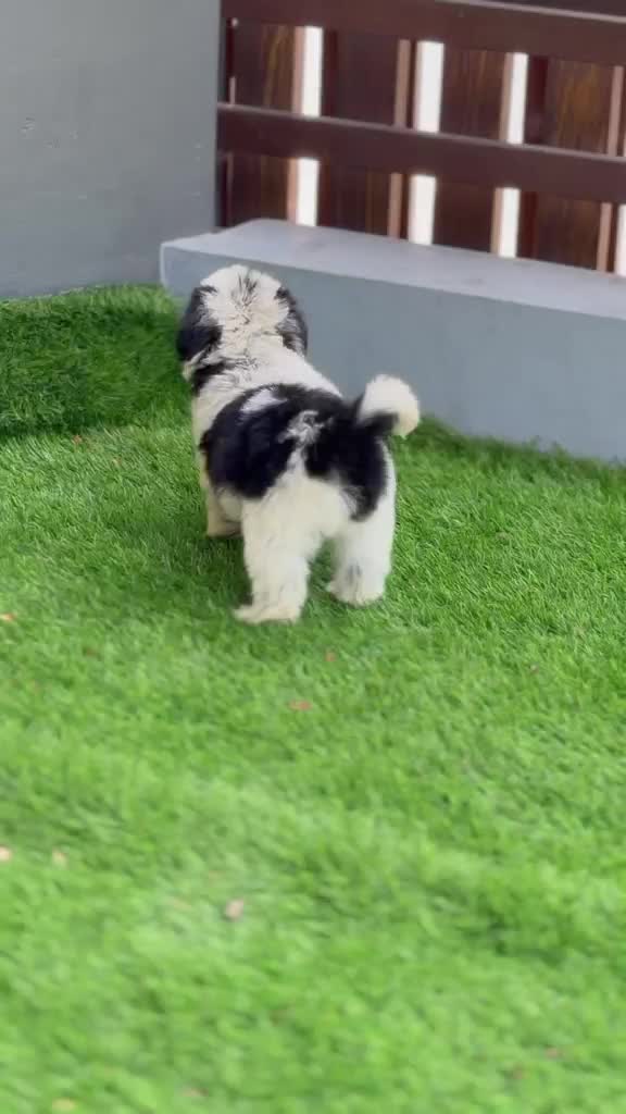 Shih Tzu Puppy Brown & Black, farm video