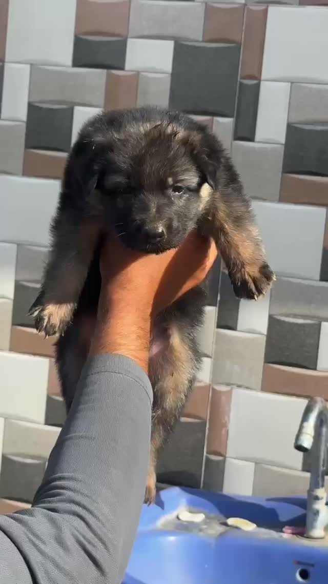 German Shepherd Puppy | Z Black, farm video