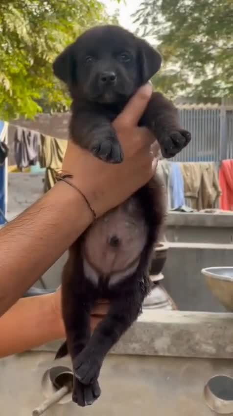 Beagle Black & Tan Puppy, farm video