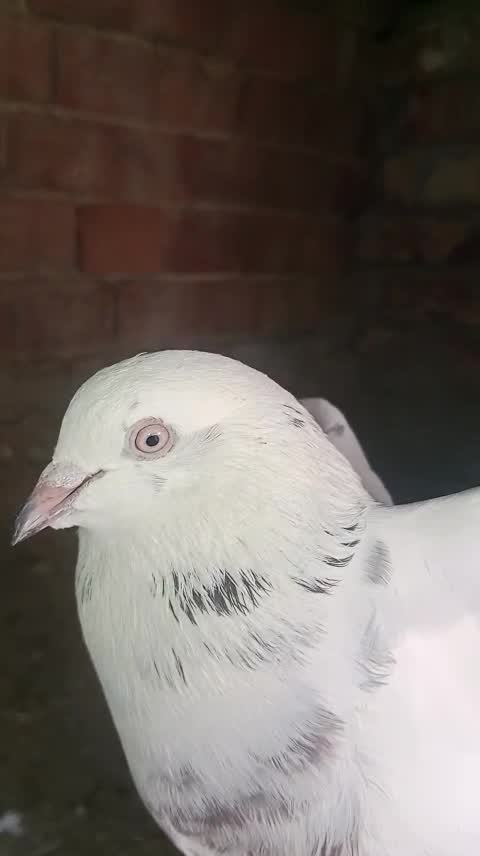 Homer Pigeon, farm video