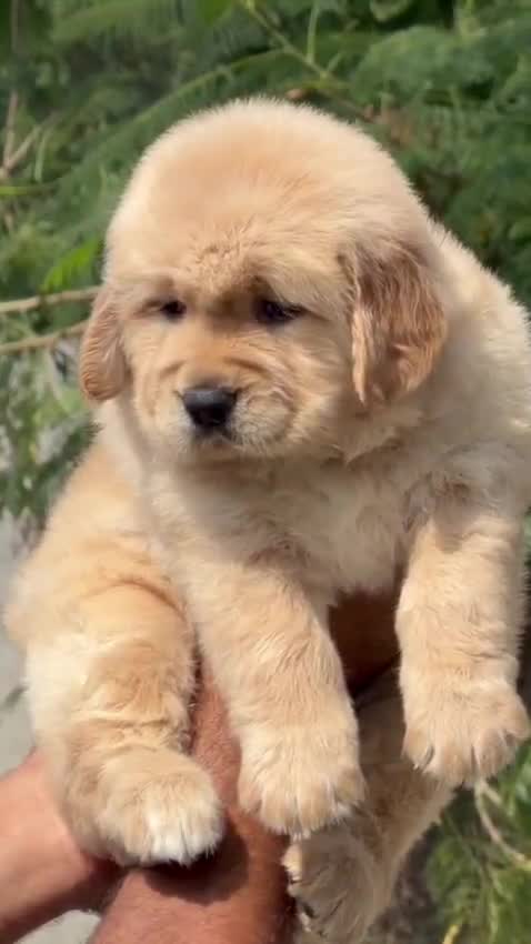 Golden Retriever, farm video