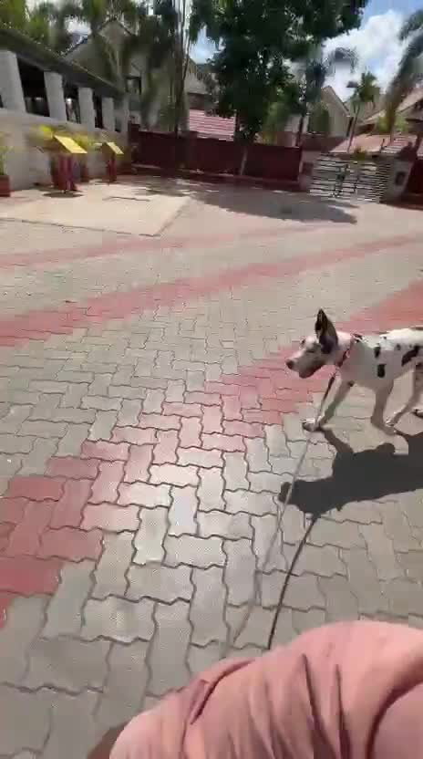 Great Dane Puppy, farm video