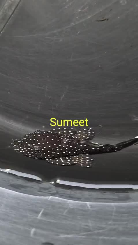 Pleco, farm video