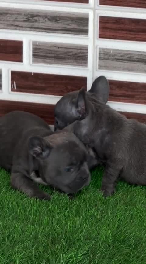French Bulldog Puppy | Fawn, farm video